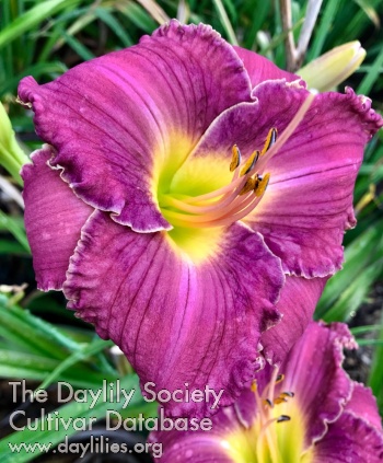 Darling Dolorosa Rose
