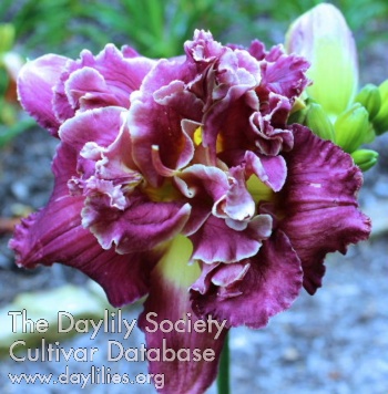 Laurelwood's Alexandrite AHS image