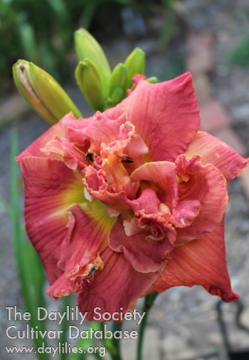 Laurelwood's Angelika AHS image