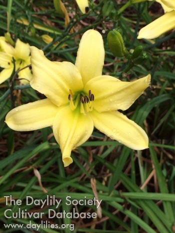 Yellow Profusion AHS image