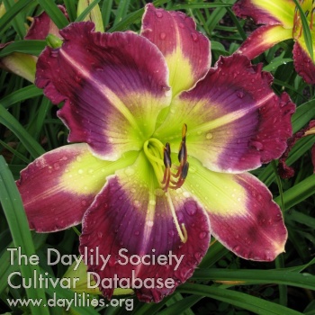 Purple for Penny AHS image