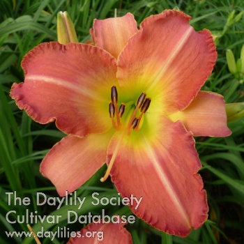 Lotus Pink Belle AHS image