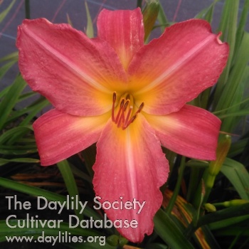 Pretty Pink Lotus AHS image