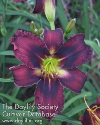 Wendenheider Schwarze Witwe AHS image