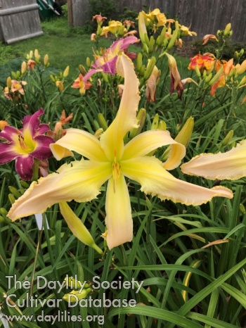 Pink Banana Peels AHS image