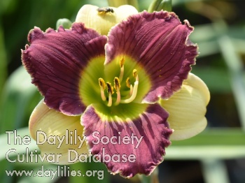 Pixie Purple Sunrise AHS image