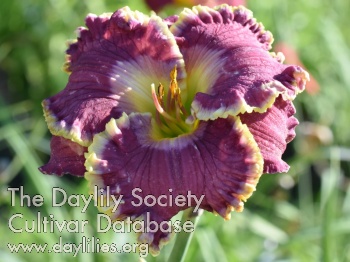 Taunus Daydream AHS image