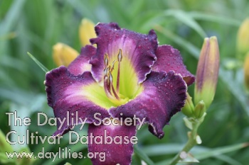 Taunus Lilac Sounds AHS image