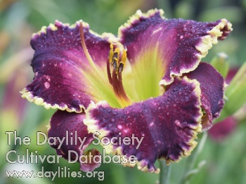 Taunus Purple Dream AHS image