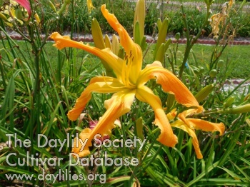 Slivers of Sunshine AHS image