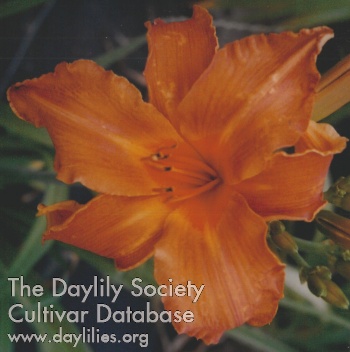 Papkin AHS image