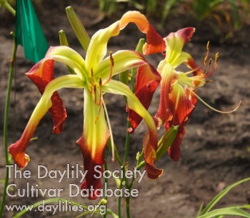 Lily Farm Arachnid Orbiter AHS image