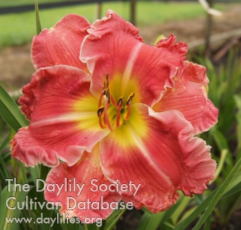 Lily Farm Big Ruffled Dress AHS image