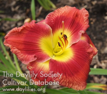 Lily Farm Heavy Hitter AHS image