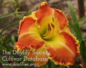 Lily Farm Rawhide AHS image