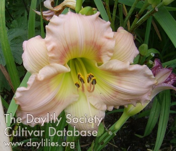 Stonyhill Summer Blush AHS image