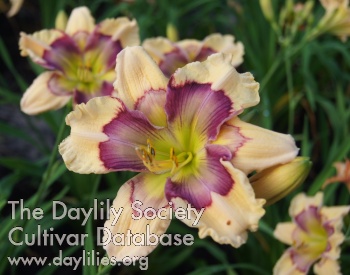Lily Farm Angel Falls AHS image