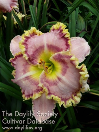 Backyard Favorite