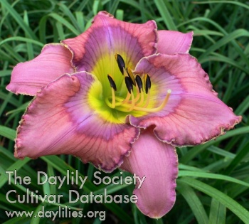Divine Nature AHS image