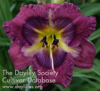 Plum Explosion AHS image