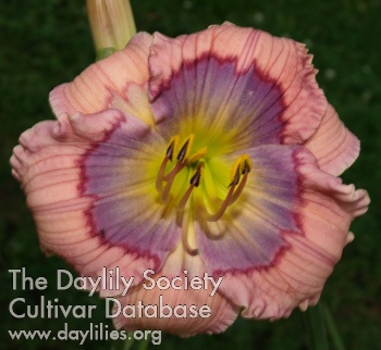 Blue-eyed Beauty AHS image