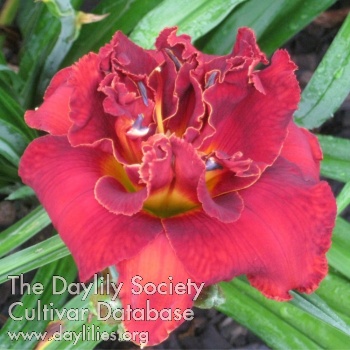 Cherry Supreme AHS image