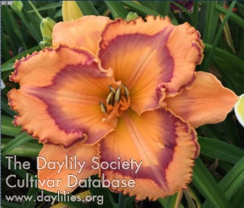 Honey Melon AHS image