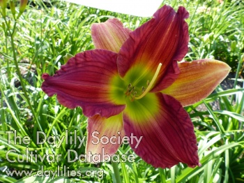 Green Tropical AHS image