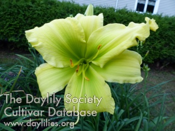 Green Yellow Landscape AHS image
