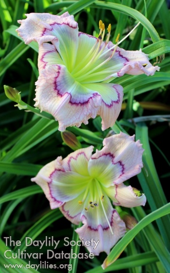 Jammin's Tropical Rainbow AHS image
