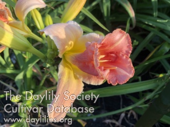 Pucker Up Buttercup AHS image