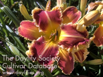 Tropical Kiss AHS image