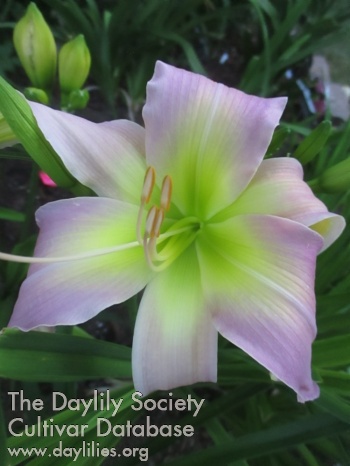 Orchid Silk AHS image