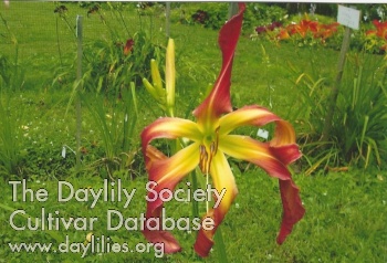 Orange Ribbons AHS image