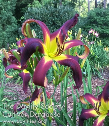 Purple Mania AHS image