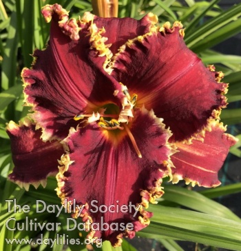 Maravilla Big Red AHS image