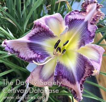 Shazza AHS image