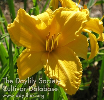 Bloomin' Lumen AHS image