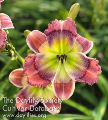 Blowing Pinwheels