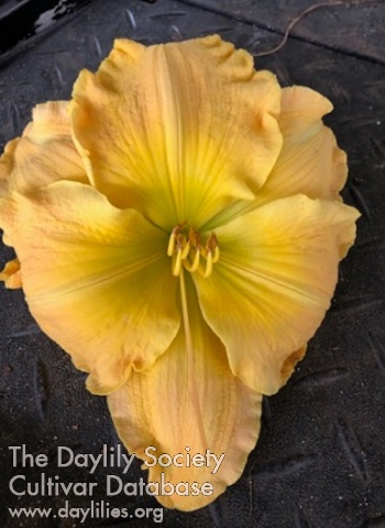 Butterscotch Brittle AHS image