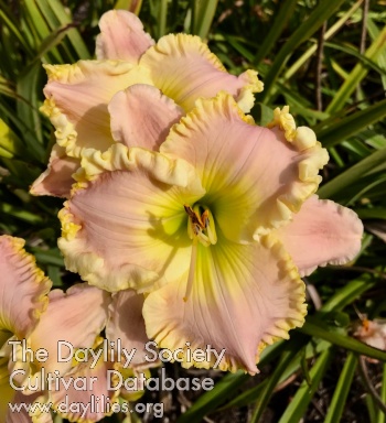 Crintonic Beautiful Day AHS image