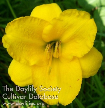Nantucket Yellow AHS image