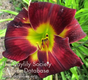 Surely Shirley AHS image