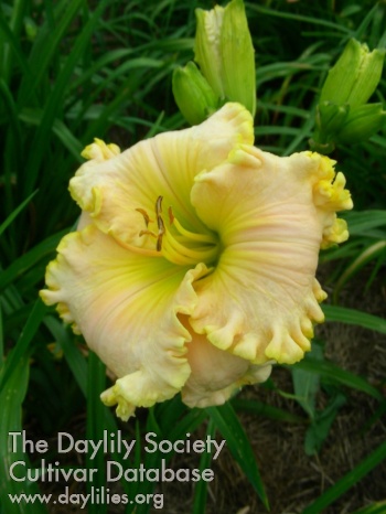 Sweet Clover Honey AHS image