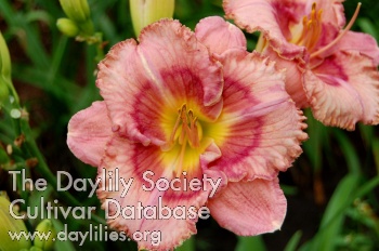 Granny's Pink Blush AHS image