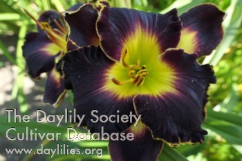 Boitzer Black Stella AHS image