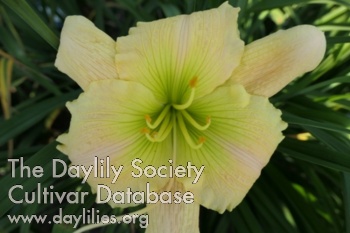 Boitzer Marlene AHS image