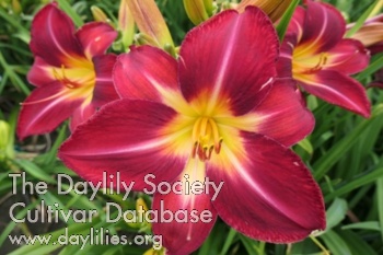 Boitzer Pink Amaryllis AHS image