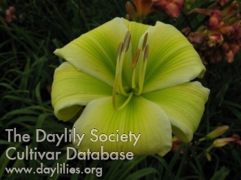 Holsteiner Greeny AHS image