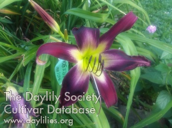 Afternoon Splendor AHS image